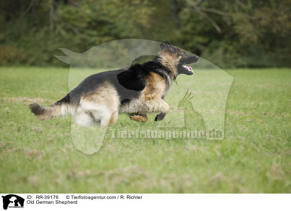 Old German Shepherd / RR-39176