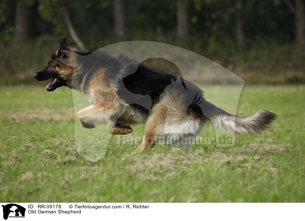 Old German Shepherd / RR-39178