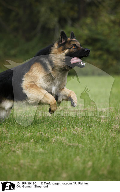 Old German Shepherd / RR-39180