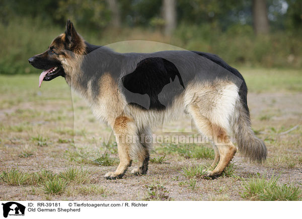 Old German Shepherd / RR-39181