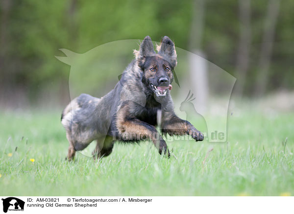 running Old German Shepherd / AM-03821