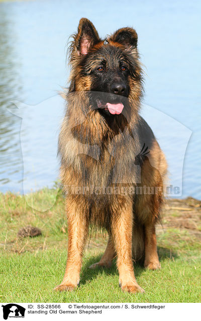 standing Old German Shepherd / SS-28566