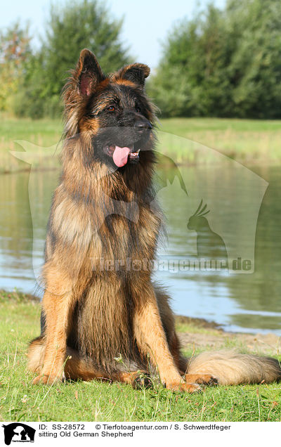 sitting Old German Shepherd / SS-28572