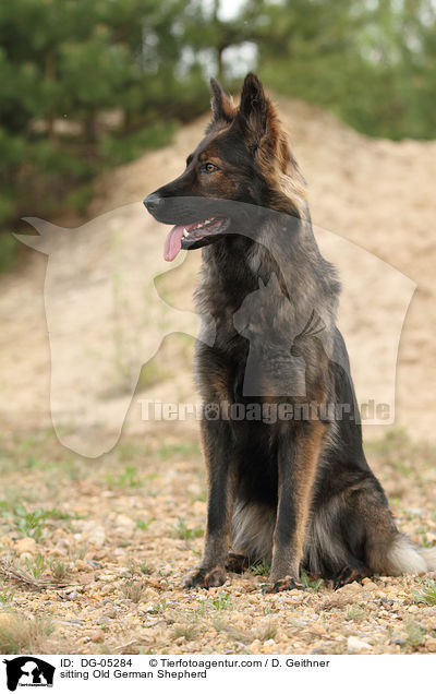 sitting Old German Shepherd / DG-05284