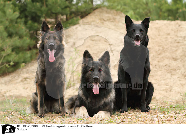 3 Hunde / 3 dogs / DG-05300