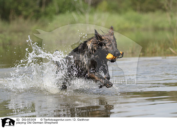 playing Old German Shepherd / DG-05309