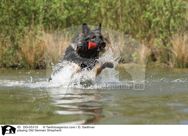 playing Old German Shepherd / DG-05310