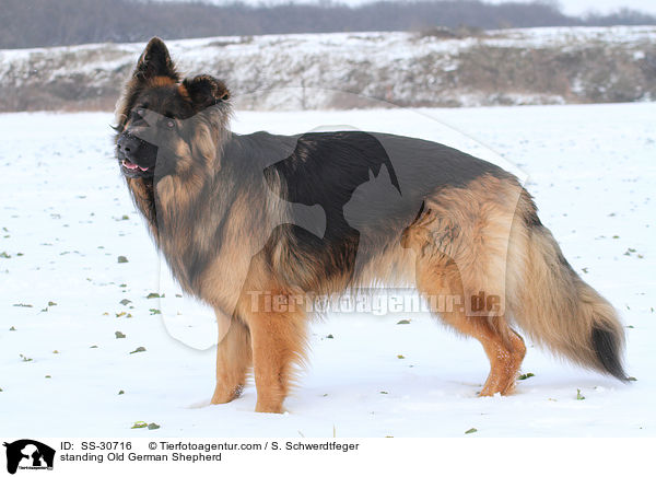 standing Old German Shepherd / SS-30716