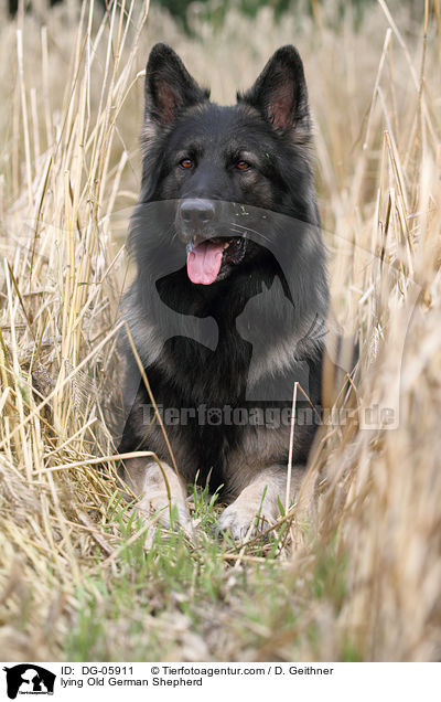 lying Old German Shepherd / DG-05911
