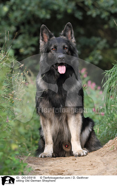 sitting Old German Shepherd / DG-05918