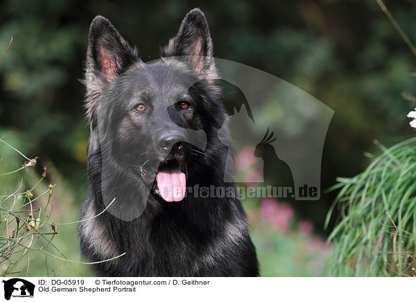 Old German Shepherd Portrait / DG-05919