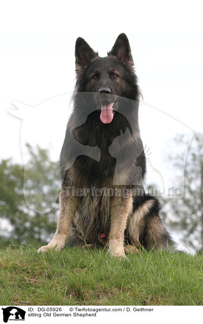 sitting Old German Shepherd / DG-05926