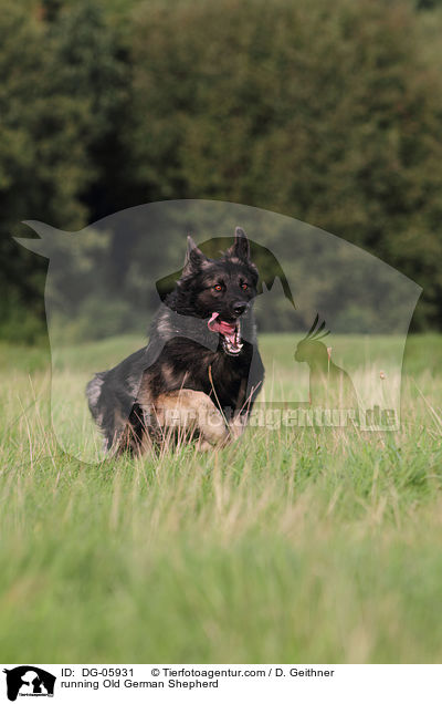 running Old German Shepherd / DG-05931