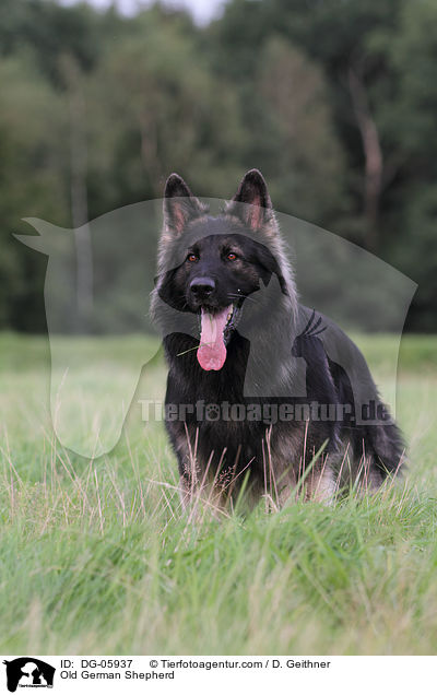 Old German Shepherd / DG-05937