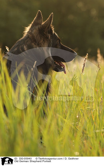 Old German Shepherd Portrait / DG-05940