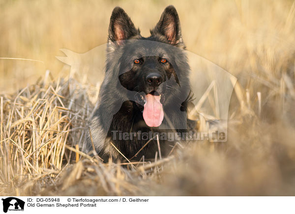 Old German Shepherd Portrait / DG-05948
