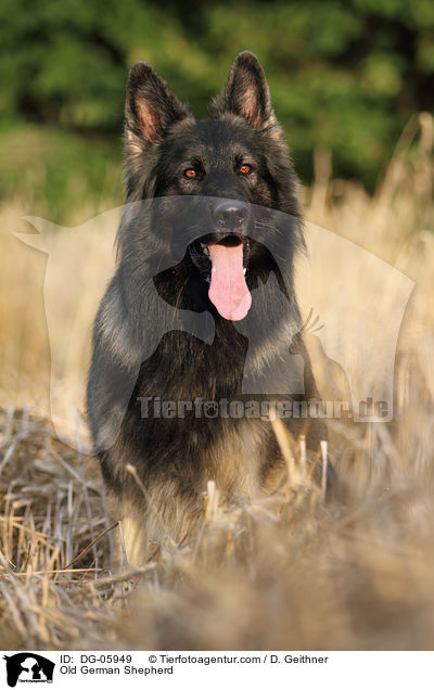 Old German Shepherd / DG-05949