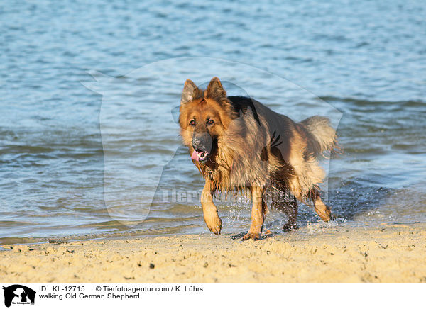walking Old German Shepherd / KL-12715