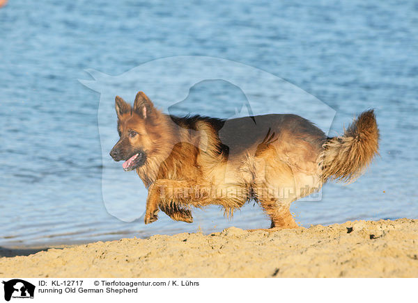 running Old German Shepherd / KL-12717