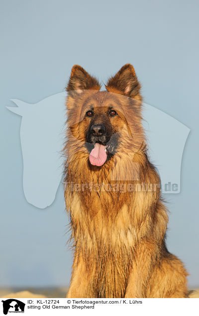sitting Old German Shepherd / KL-12724