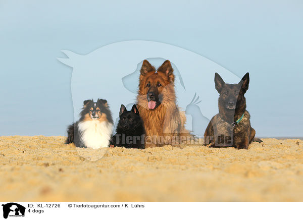 4 dogs / KL-12726