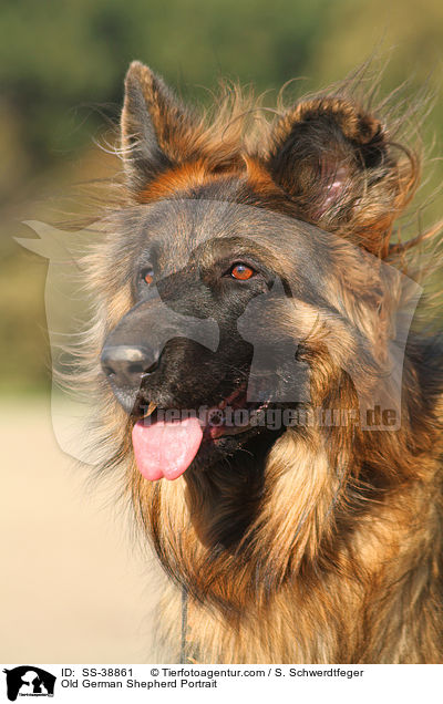 Old German Shepherd Portrait / SS-38861