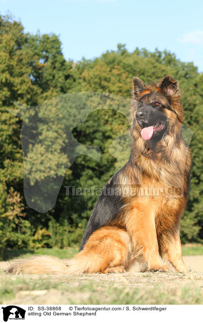 sitzender Altdeutscher Schferhund / sitting Old German Shepherd / SS-38868