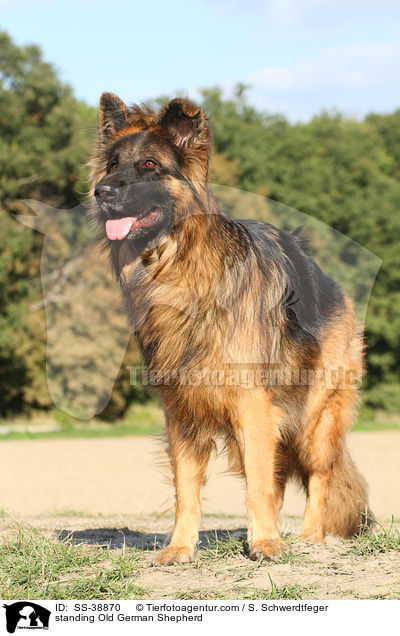 standing Old German Shepherd / SS-38870