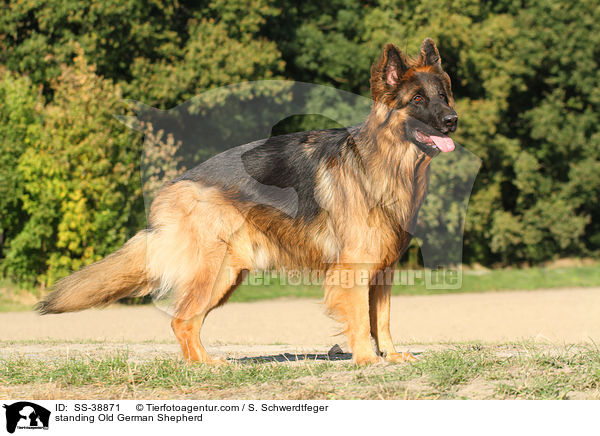 stehender Altdeutscher Schferhund / standing Old German Shepherd / SS-38871