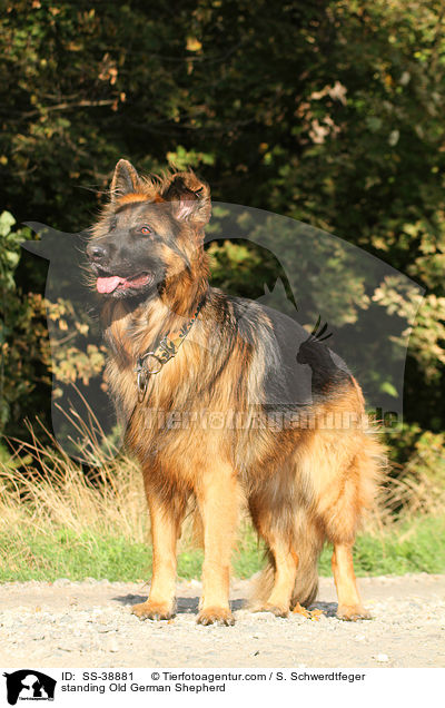 standing Old German Shepherd / SS-38881