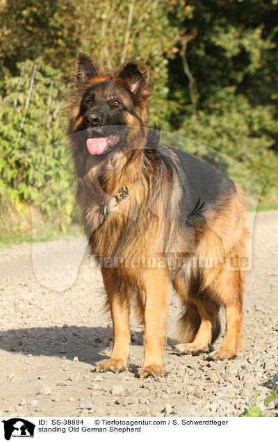 standing Old German Shepherd / SS-38884