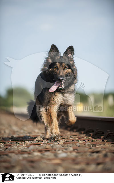 running Old German Shepherd / AP-13873