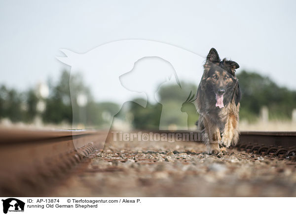 running Old German Shepherd / AP-13874