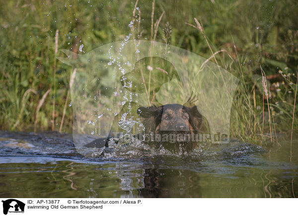 swimming Old German Shepherd / AP-13877