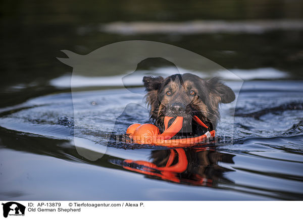 Old German Shepherd / AP-13879