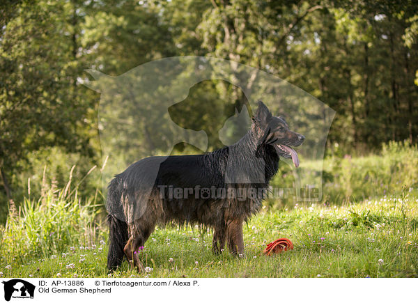 Old German Shepherd / AP-13886