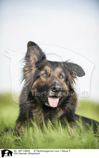 Old German Shepherd / AP-13892