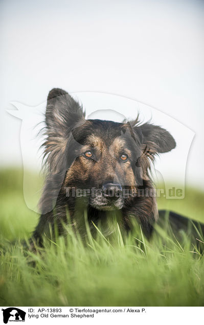 lying Old German Shepherd / AP-13893