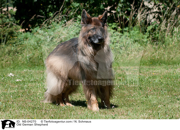 Old German Shepherd / NS-04270