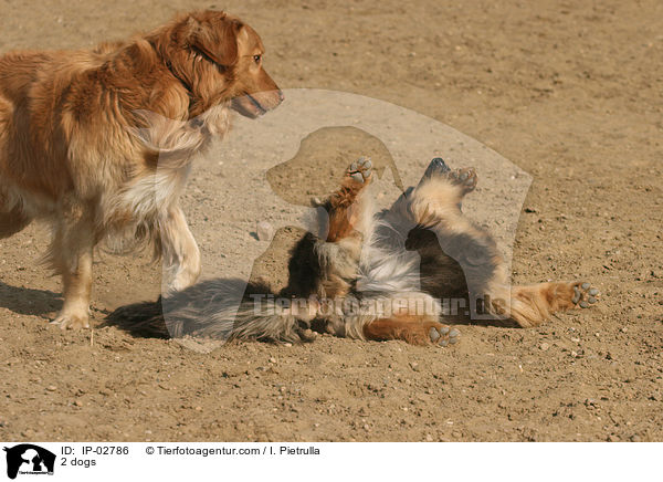 2 dogs / IP-02786