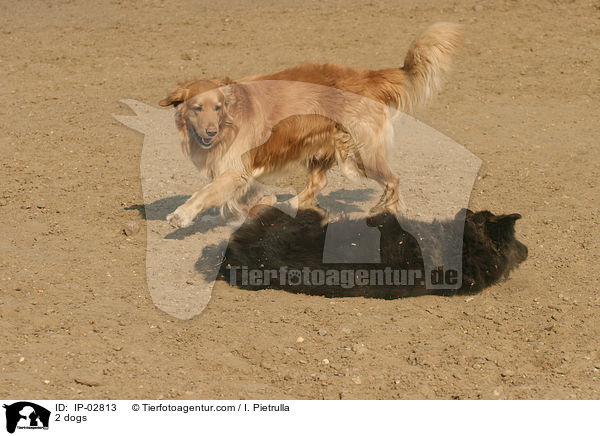 2 dogs / IP-02813