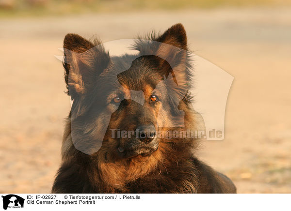 Old German Shepherd Portrait / IP-02827