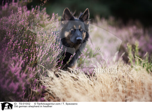 Altdeutscher Schferhund in der Heide / Old german shepherd in heather / TS-01002