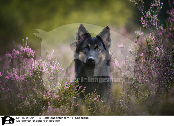 Old german shepherd in heather / TS-01004