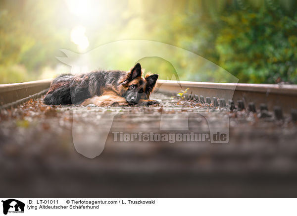 liegender Altdeutscher Schferhund / lying Altdeutscher Schferhund / LT-01011