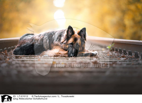 liegender Altdeutscher Schferhund / lying Altdeutscher Schferhund / LT-01012