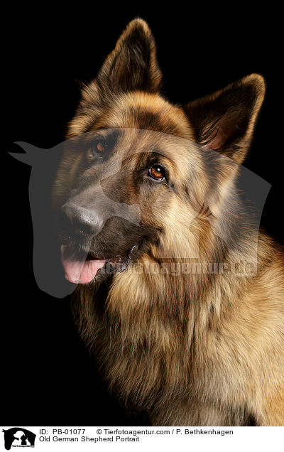 Old German Shepherd Portrait / PB-01077