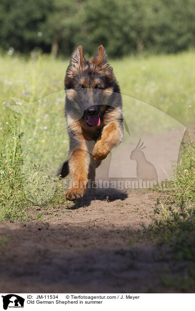 Old German Shepherd in summer / JM-11534