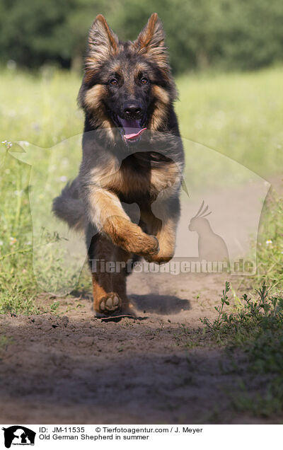 Old German Shepherd in summer / JM-11535