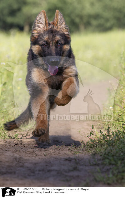Old German Shepherd in summer / JM-11536